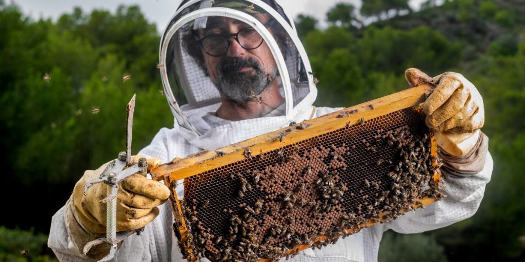 Do Beekeepers Charge to Remove Bees? Unraveling the Buzz