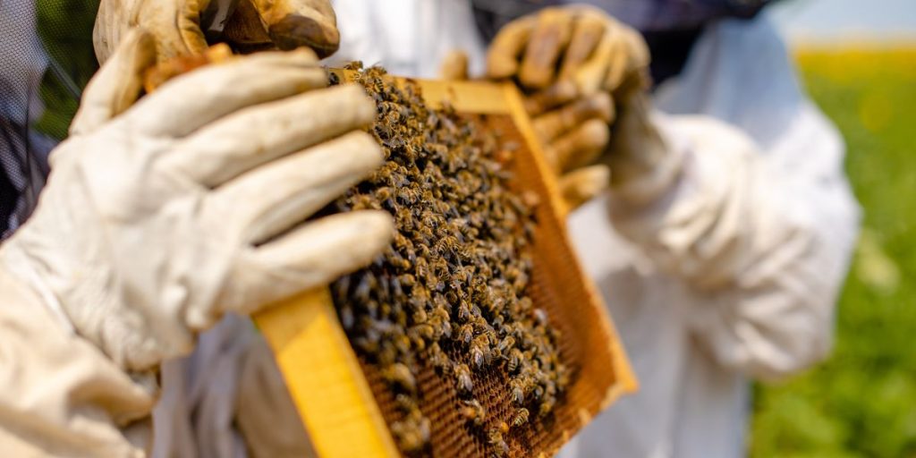 Does Beekeeping Help Bees?